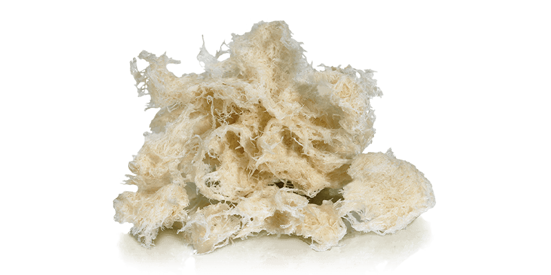 Enhance Fibras corticales desmineralizadas