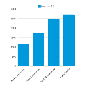 BioBrace 650 Newtons Chart